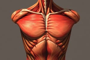 Muscles de l'avant-bras et de la main