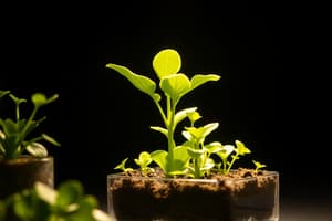 Photosynthesis Experiment Overview