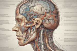 Anatomy of Central Nervous System Functions