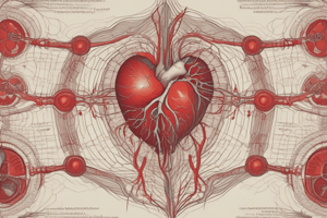 Posterior Interventricular Sulcus and Heart Blood Pathway