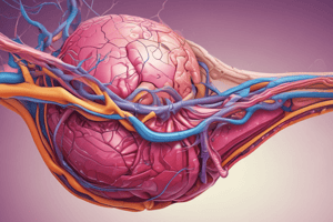 Anatomy of the Pancreas