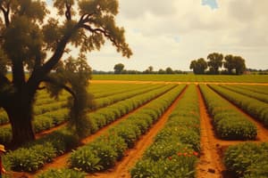 Muestreo de Suelo y Preparación del Cultivo