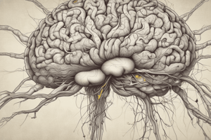 Mapping the Brain: Neuroanatomy