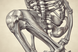 Knee Anatomy and Function