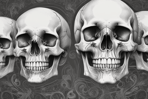 Skull Anatomy and Structure