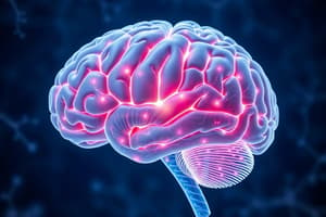 Brain Structure and Functions Quiz