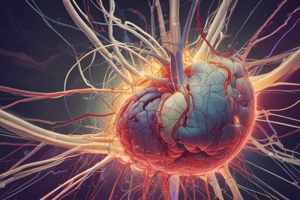 Ventricular System and CSF Overview