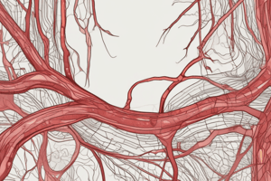 Blood Vessel Types and Structure