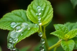 Circulation de l'eau et du sucre chez les plantes