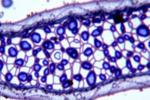 Biology: Understanding Cell Sizes