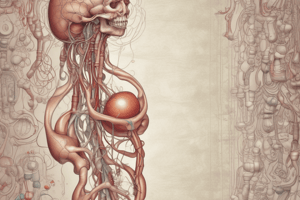 Urinary System Anatomy and Physiology