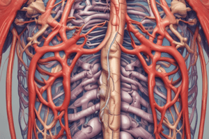 Anatomie du Médiastin