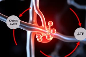 Cellular Respiration Overview