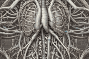 Anatomy of the Mediastinum