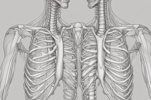 Anatomy of the Sternum