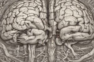 Cerebrum Structure and Functions