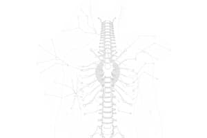 Neuroanatomia Motoneuroni e Vie Corticali (Fisio 15)