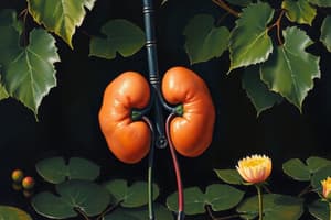 Functions of the Kidney