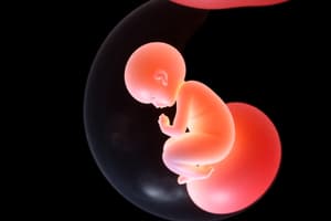 İnsan Gelişimi: Zigot, Embriyo, Fetus