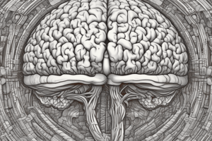 Human Brain Anatomy: Central Sulcus