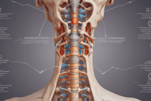 Traumatología Tema 16: Algias Vertebrales