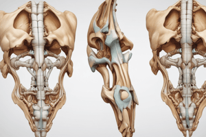 Pubic Symphysis and Pelvis Anatomy