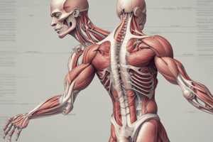 Anatomy of Muscles