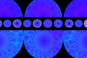 Cell Biology: Mitosis and Interphase Overview