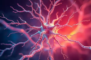 Neuron Structure and Nervous System Organization