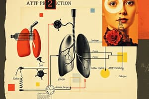 Cellular Respiration and Glycolysis