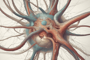 Nervous System Divisions