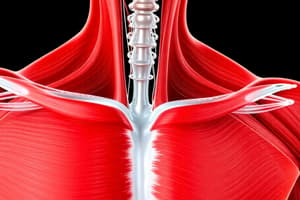 Work Loops and Muscle Dynamics