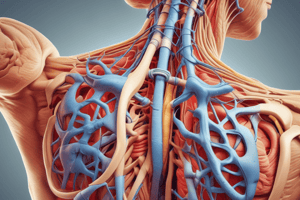 Brachial Plexus