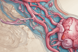 Anatomy: Renal System and IRRIGATION OF CECUM