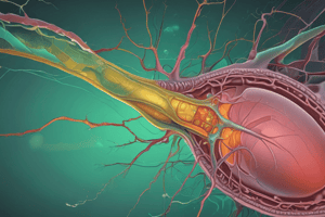 Gallenblase und Cholecystolithiasis Lektion