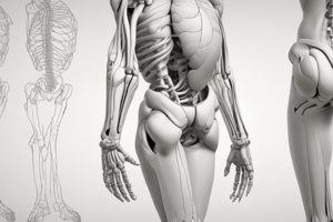 BMS Anatomy Lecture 13: Hip and Knee Joints