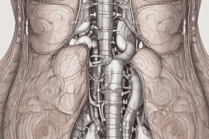 Anatomy of the Peritoneum