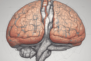 Visual Field Projection and Representation in the Brain