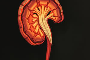 Nephron and Renal Structures Flashcards