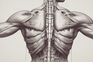 Characteristics of Skeletal Muscle Tissue