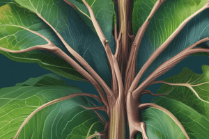 Transportation in Plants: Xylem, Phloem, and Related Processes Quiz