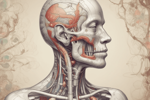 The Respiratory System: Structure and Function