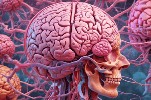 Hamdan- Meninges