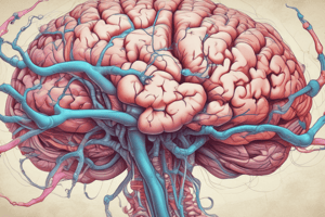 CSF Circulation and Choroid Plexus