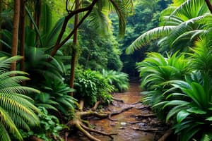 Characteristics of Tropical Rainforests