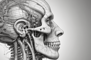 Neuroanatomy of Motor Tracts