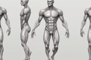 Anatomia del Sistema Locomotore