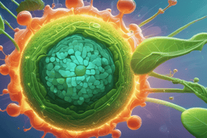 Photosynthesis and Eukaryotic Cells Quiz