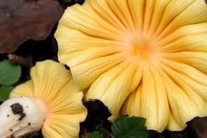 Common Mushrooms and Their Latin Names