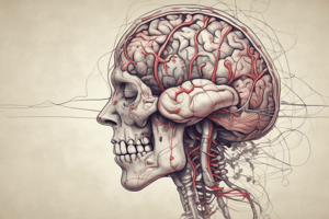 Human Brain Anatomy